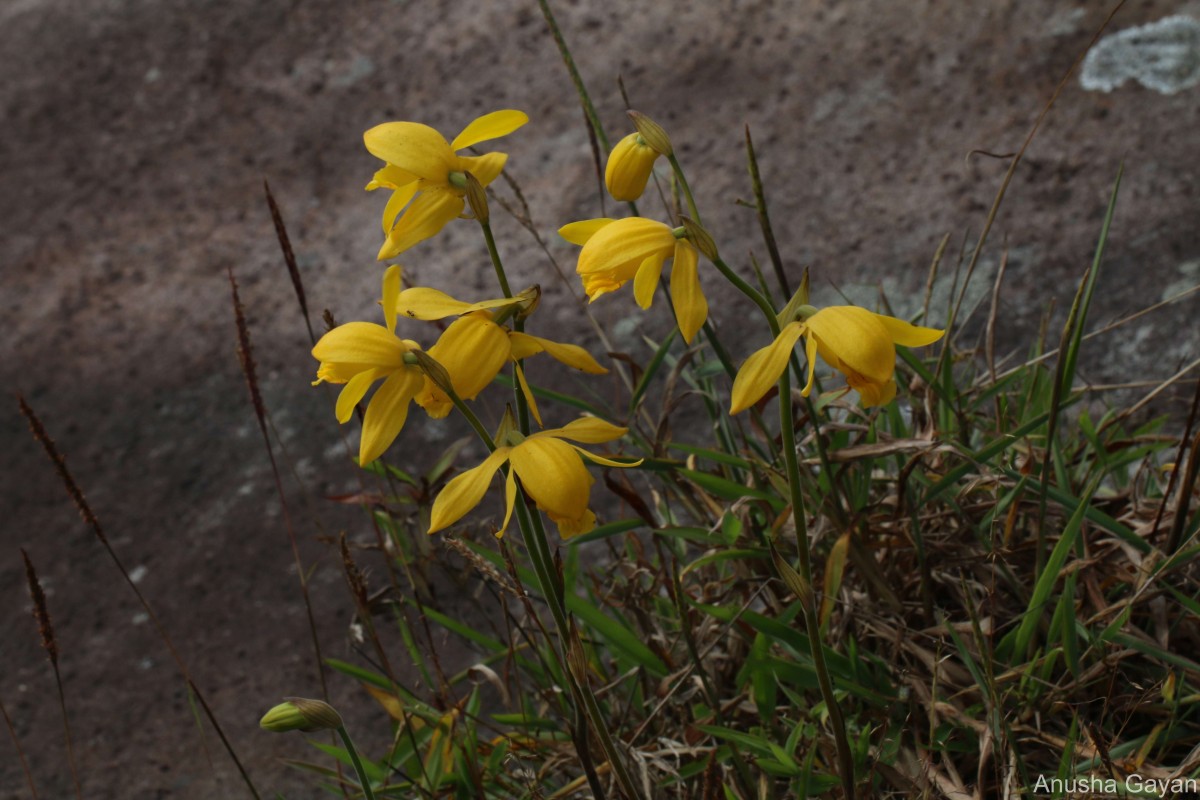 Ipsea speciosa Lindl.